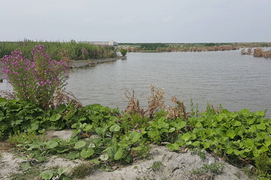 Landschap Marker Wadden