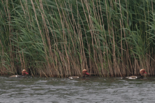 Krooneenden, excursie IJsselmonding