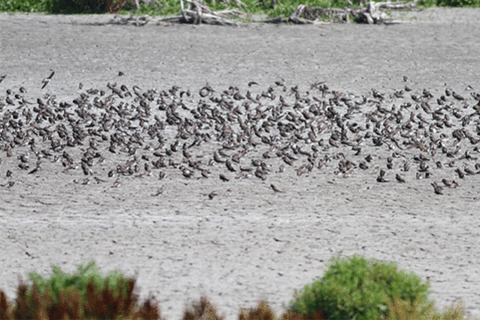 Oeverzwaluwen rustplaats, excursie Marker Wadden met Fogol