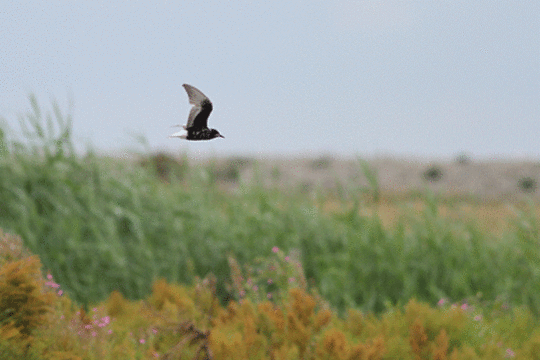 Witvleugelstern, excursie Marker Wadden met Fogol