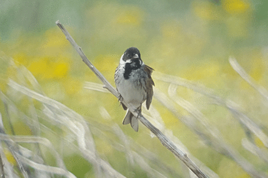 rietgors, excursie Fogol Marker Wadden