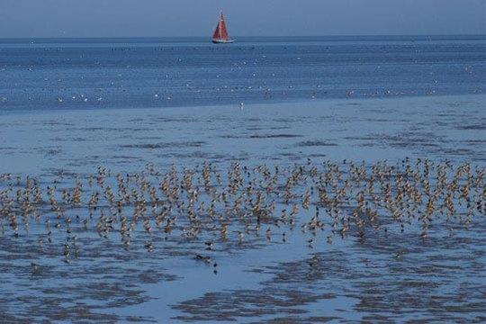 Groep steltlopers op het wad