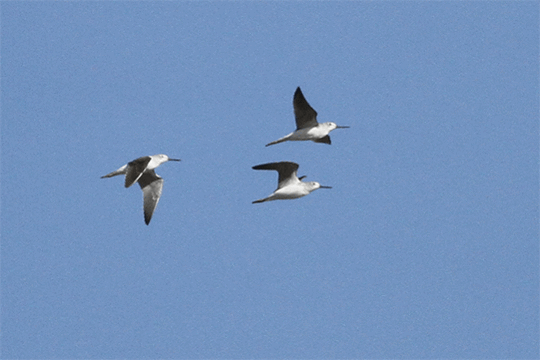 Groenpootruiters, excursie Fogol Marker Wadden