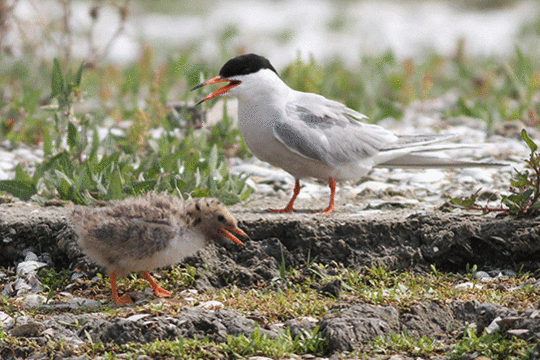 Visdief met jong, excursie Marker Wadden Fogol