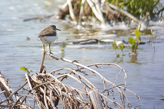 Oeverloper, excursie Marker Wadden Fogol