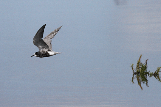 Zwarte stern, excursie Marker Wadden Fogol