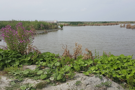 Landschap, excursie Marker Wadden Fogol