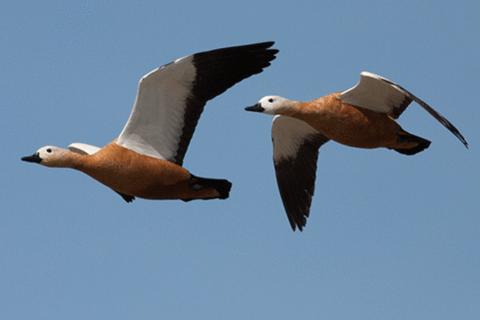 Casarca's, excursie Marker Wadden Fogol