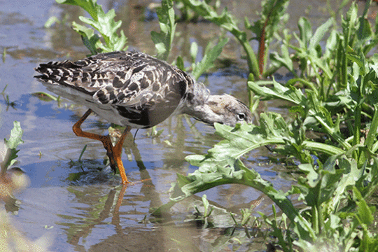 kemphaan, excursie Marker Wadden Fogol