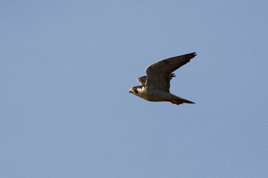 Slechtvalk, excursie Marker Wadden Fogol