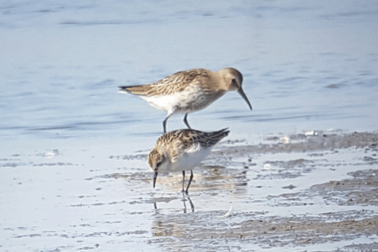 kleine en bonte strandloper, excursie Fogol Marker Wadden