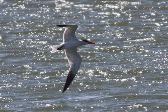 Reuzenstern, excursie Marker Wadden Fogol