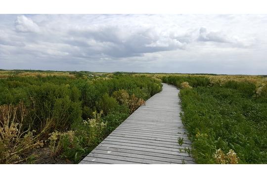 Boardwalk, excursie Marker Wadden Fogol