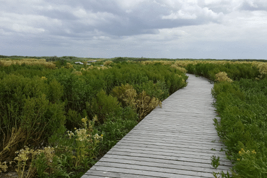 boardwalk, excursie Marker Wadden Fogol