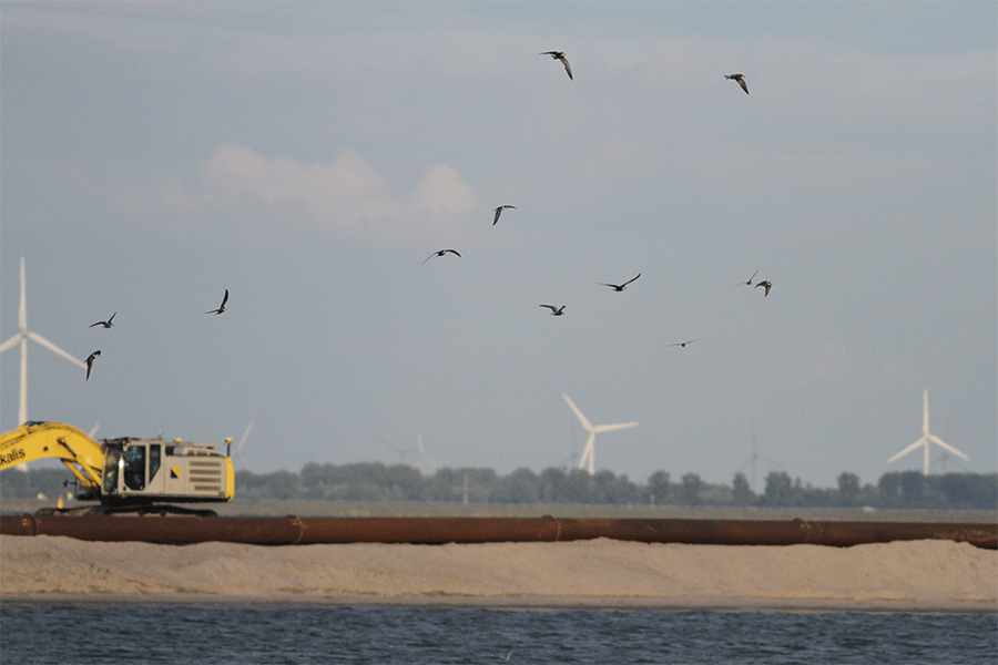 Aankomst zwarte sterns