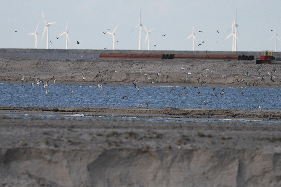 Foeragerende zwarte sterns