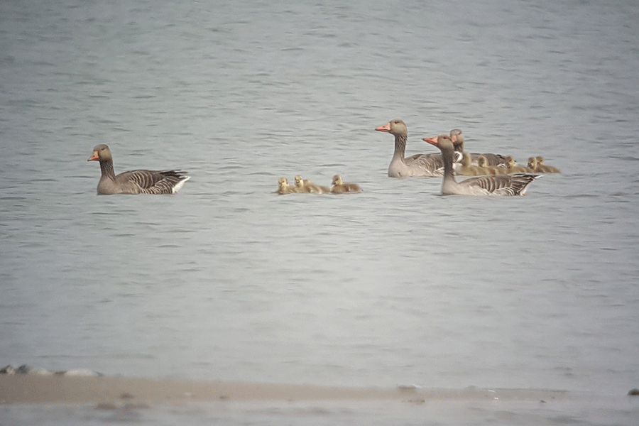 Grauwe ganzen familie