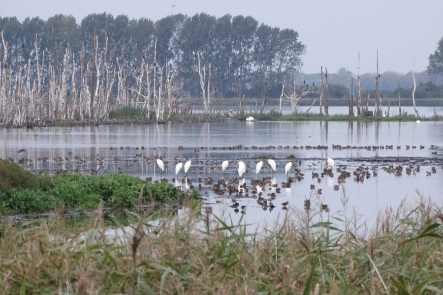 Grote zilverreigers in het Stadtbruch