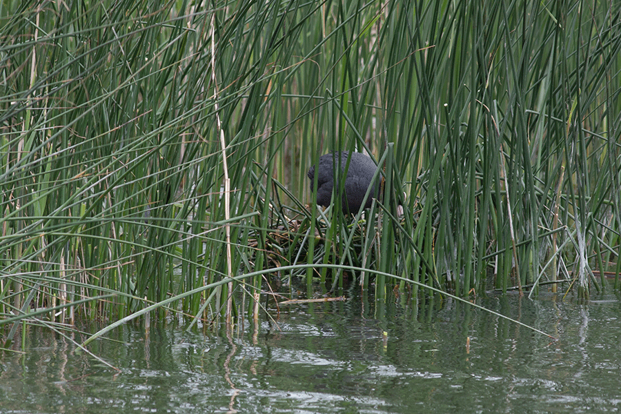 Meerkoet op nest