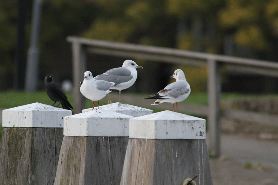 Kauw, stormmeeuw en kokmeeuw Enkhuizen