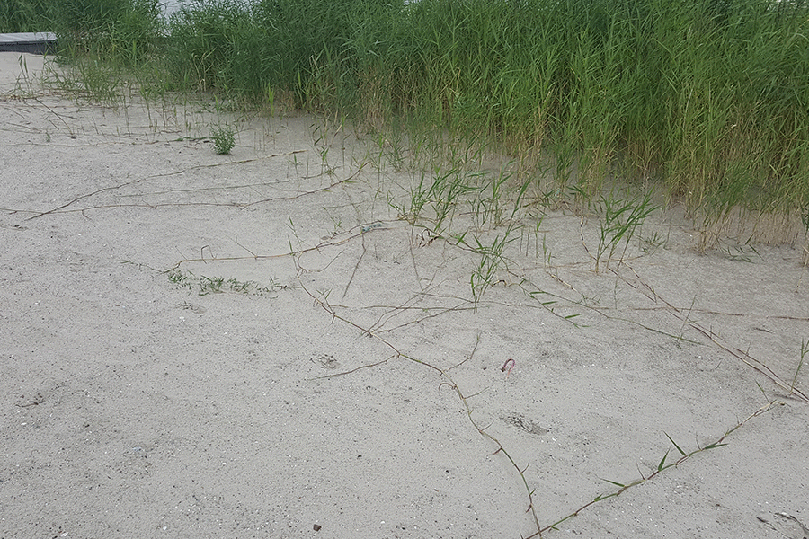 Riet in ontwikkeling