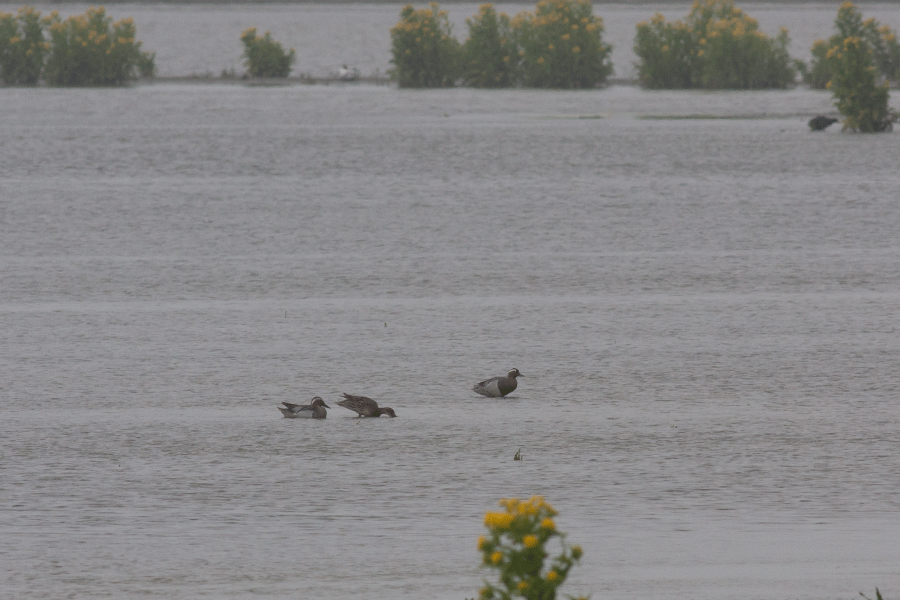 Zomertalingen