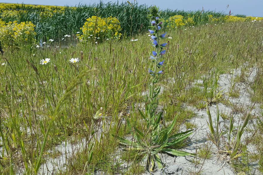 Slangenkruid