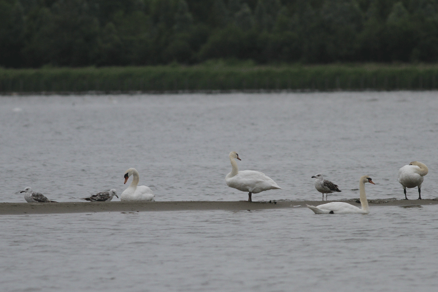 Knobbelzwanen en jonge grote meeuwen