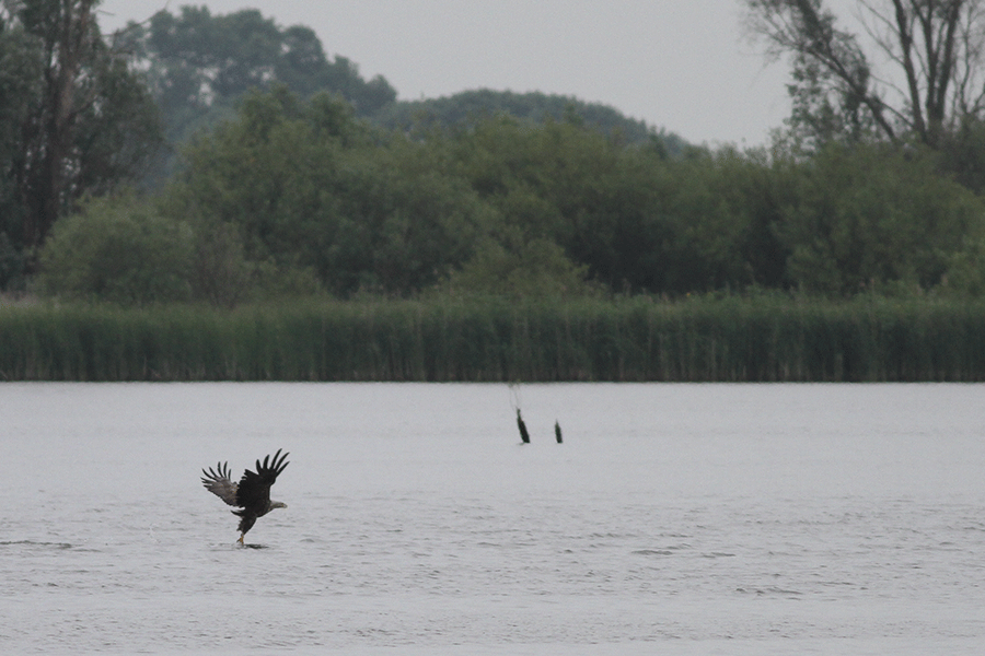 Jagende zeearend