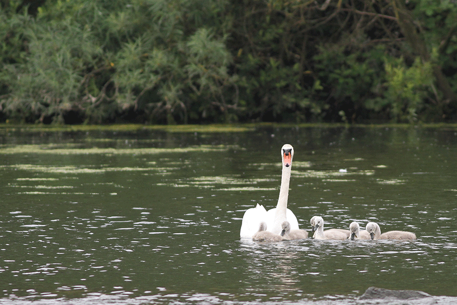 Knobbelzwanen familie