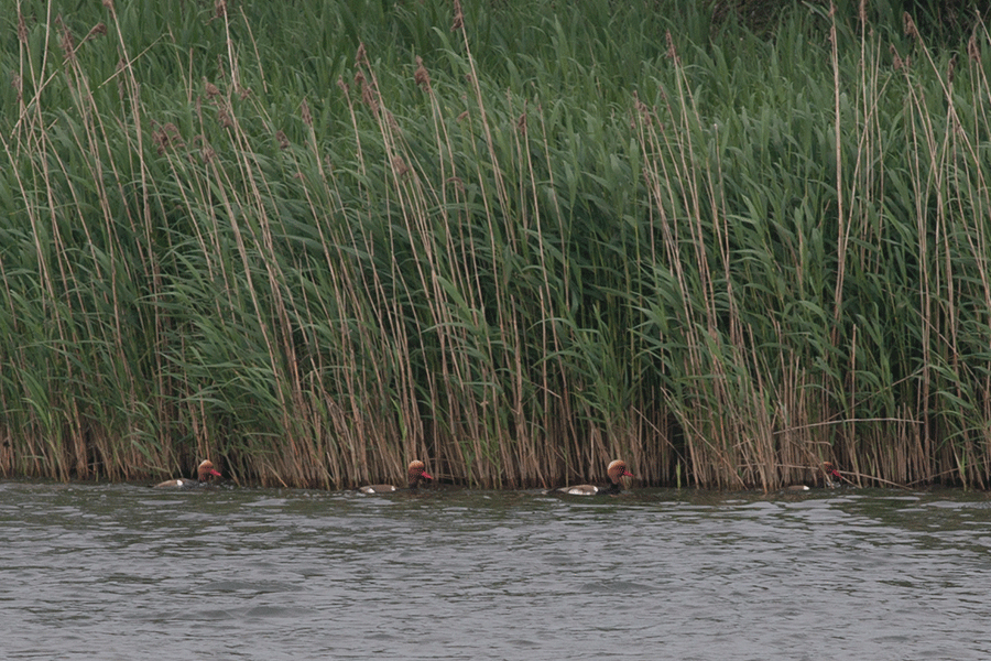 Krooneenden