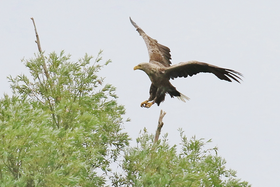 Zeearend, foto Kees de Vries