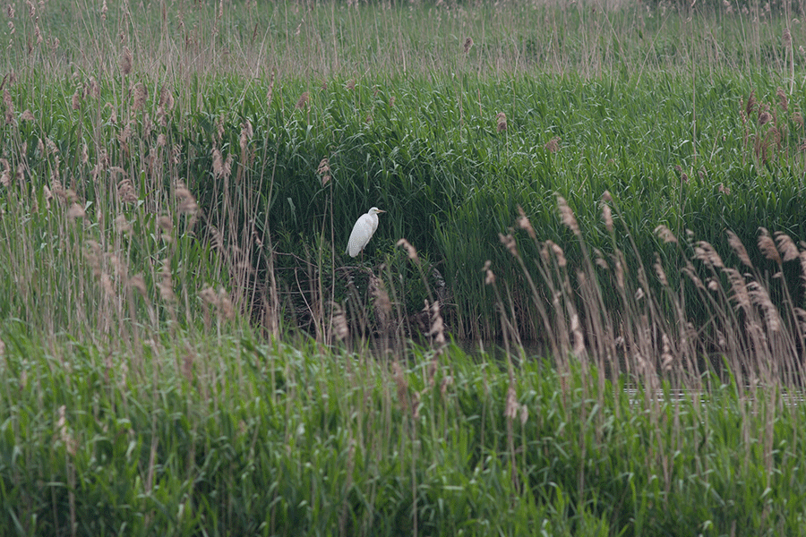 Grote zilverreiger