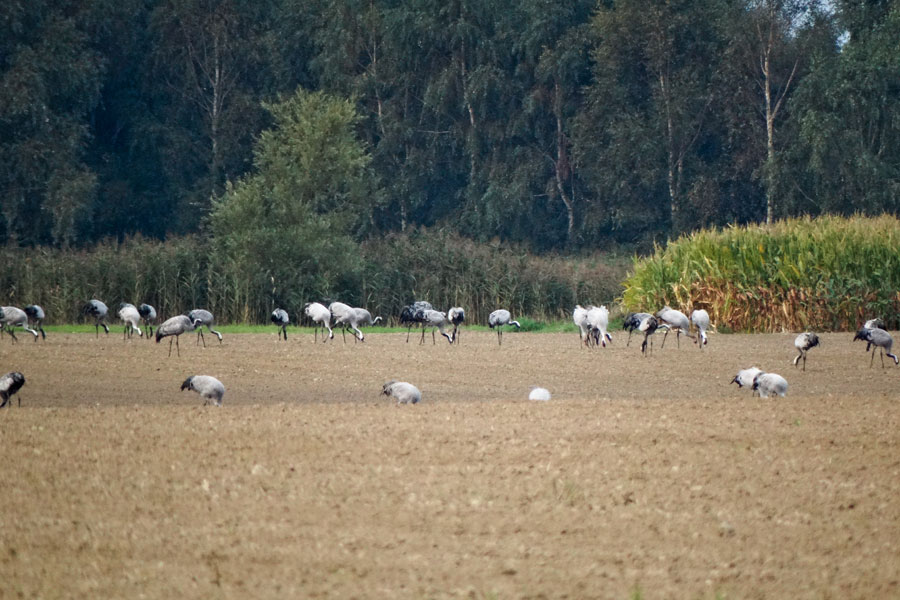 Kraanvogels fouragerend