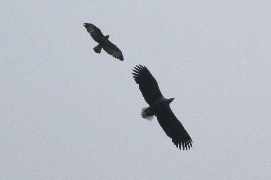 Buizerd en zeearend