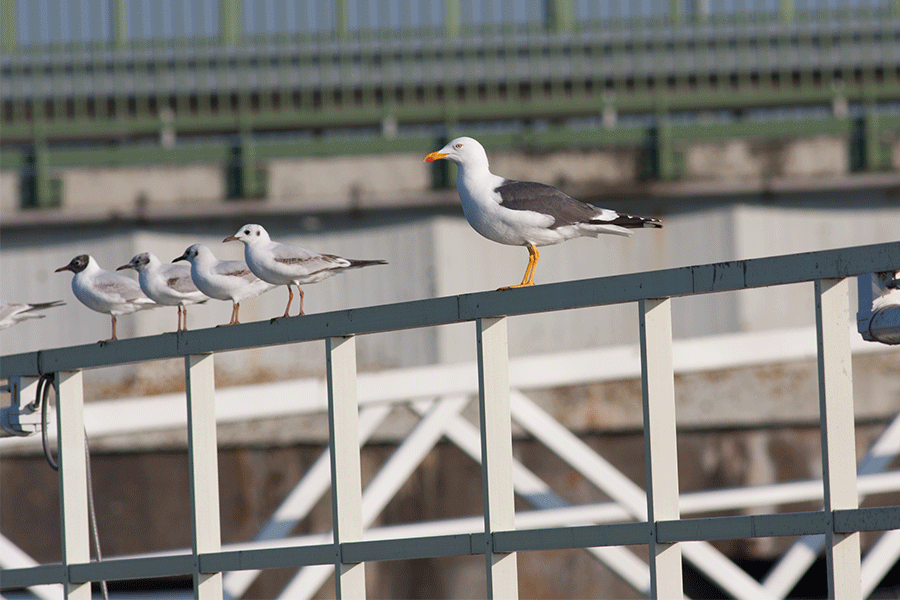 kokmeeuw en kleine mantelmeeuw haven