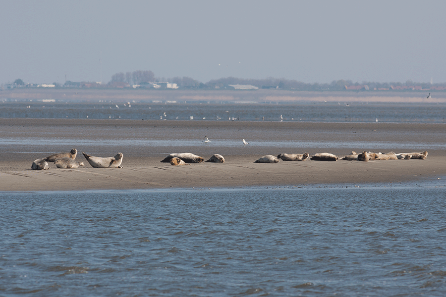 Gewone zeehonden