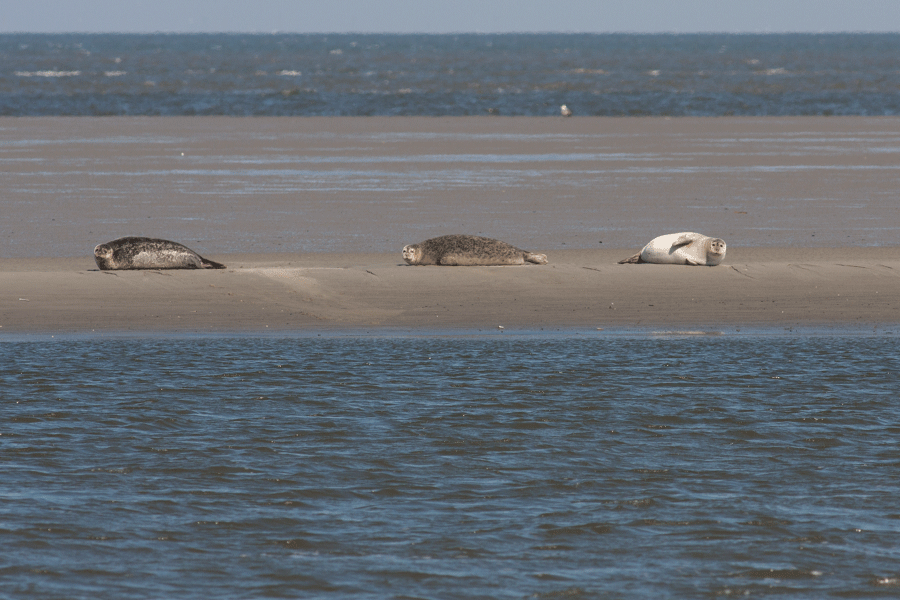 Gewone zeehonden