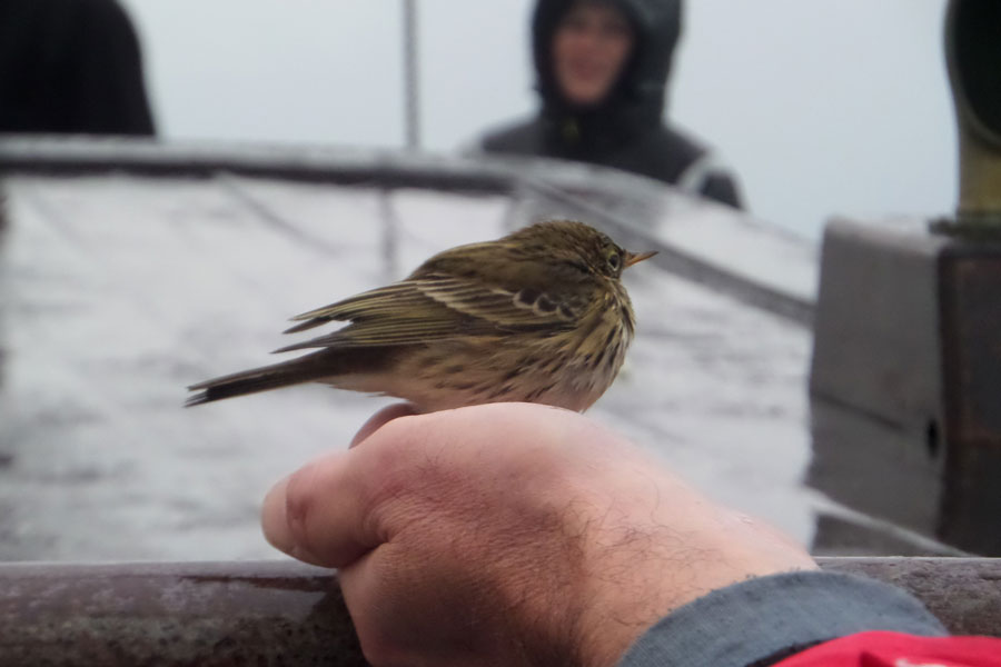 Graspieper aan boord