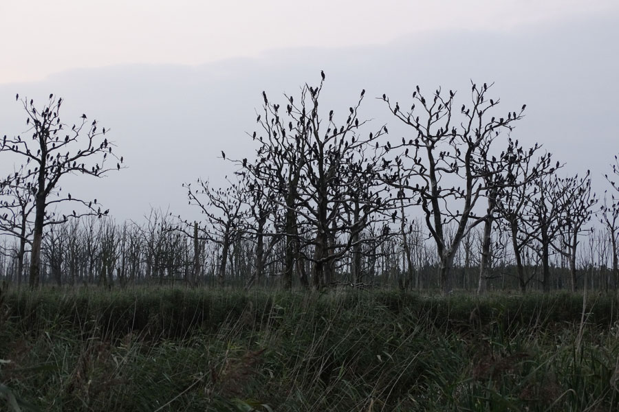 Aalscholver slaapbomen