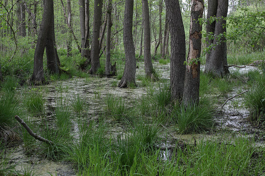 Bruchwald im Ladebower Moor