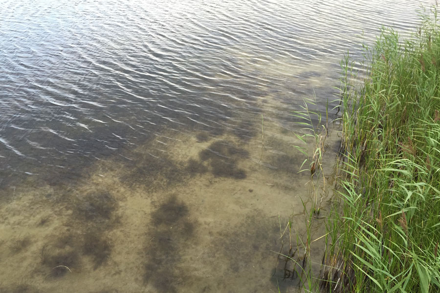 Zeegras in de Zickersee