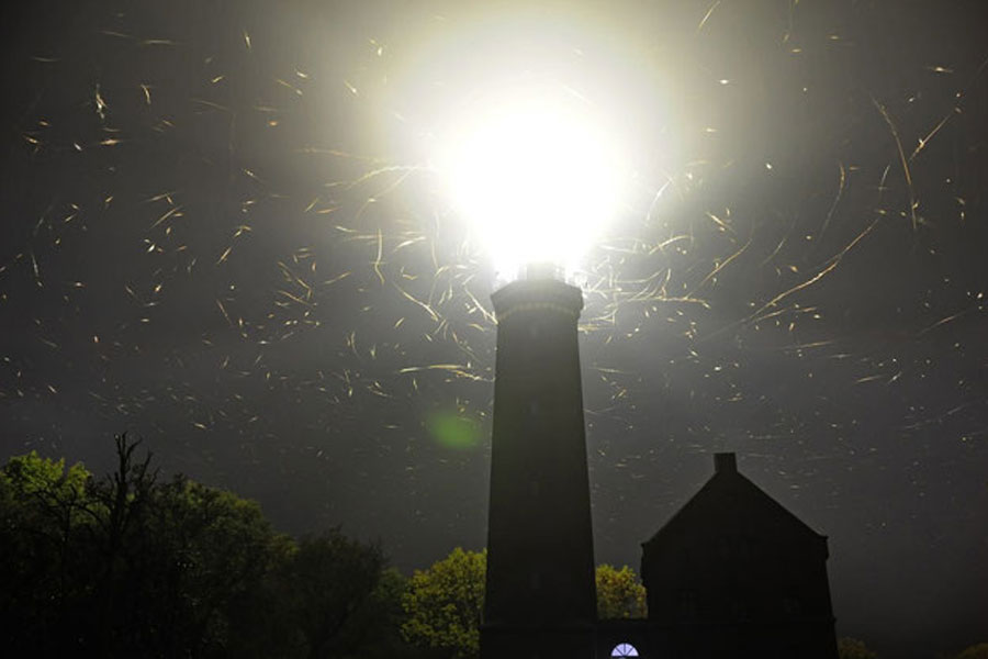 Trekvogels in het vuurtorenlicht