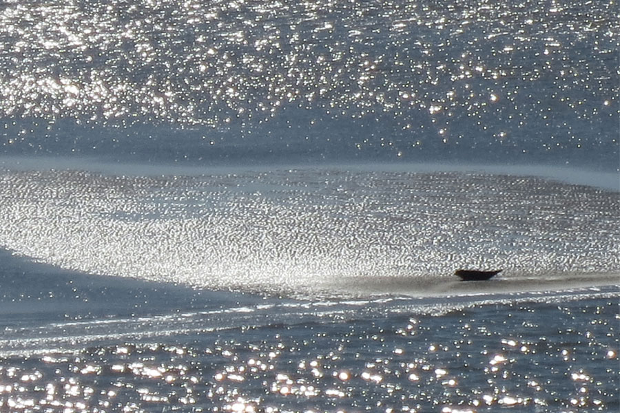 Zonnende zeehond