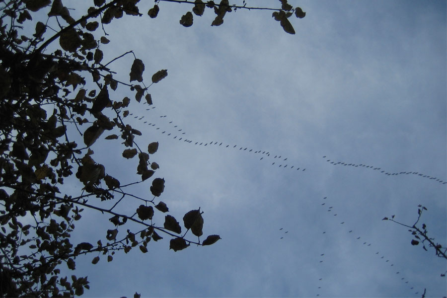 Kraanvogels op trek