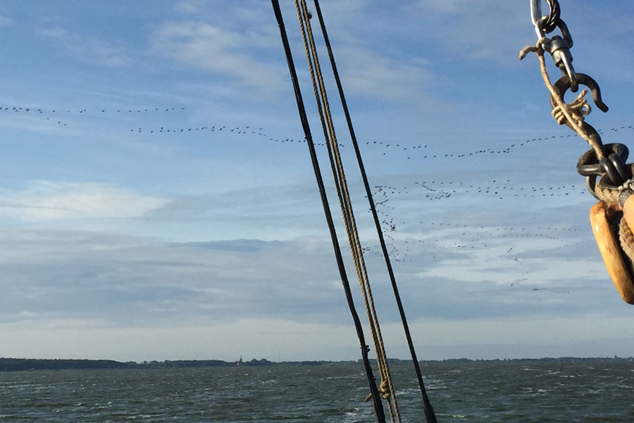 Aalscholvers over de Peenestrom