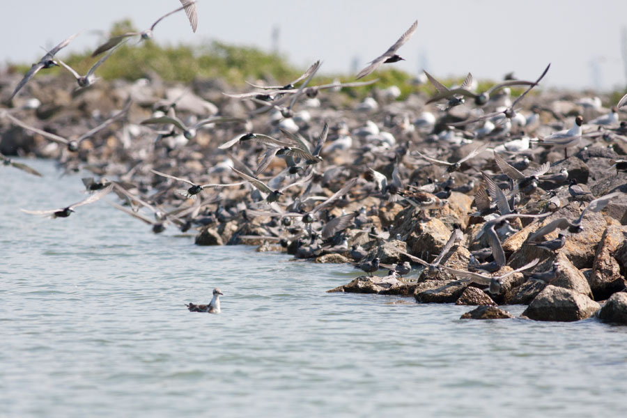 Zwarte sterns rusten in de haven