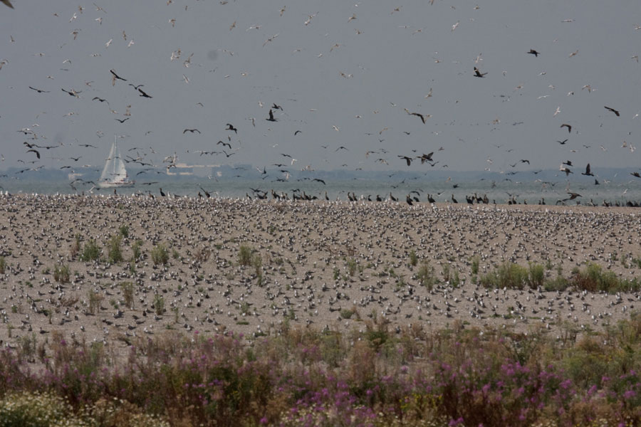 Eerst vogels, daarna vleermuizen