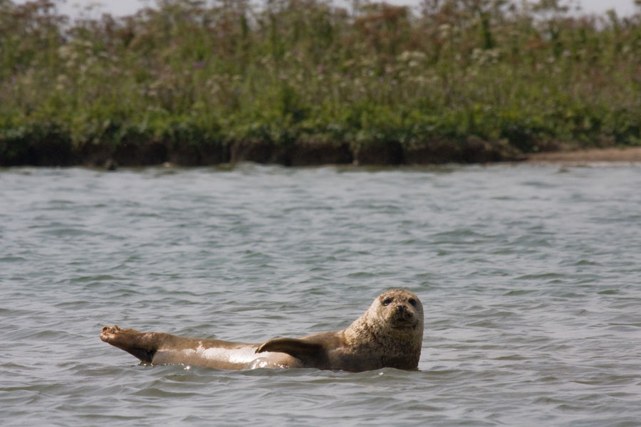 Soms zien we een Zeehond