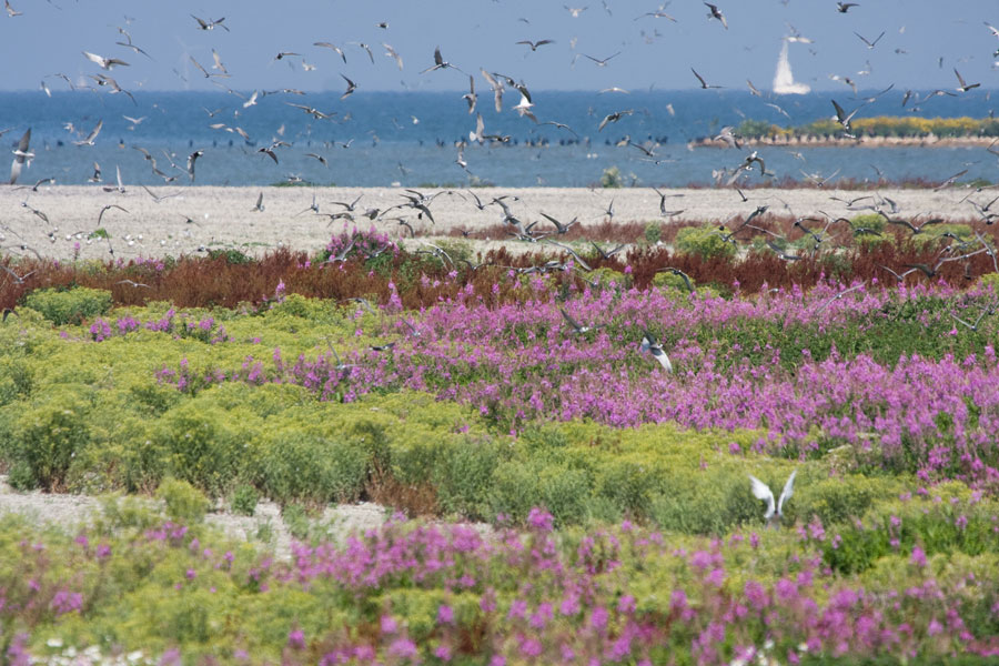 Kleuren van het eiland